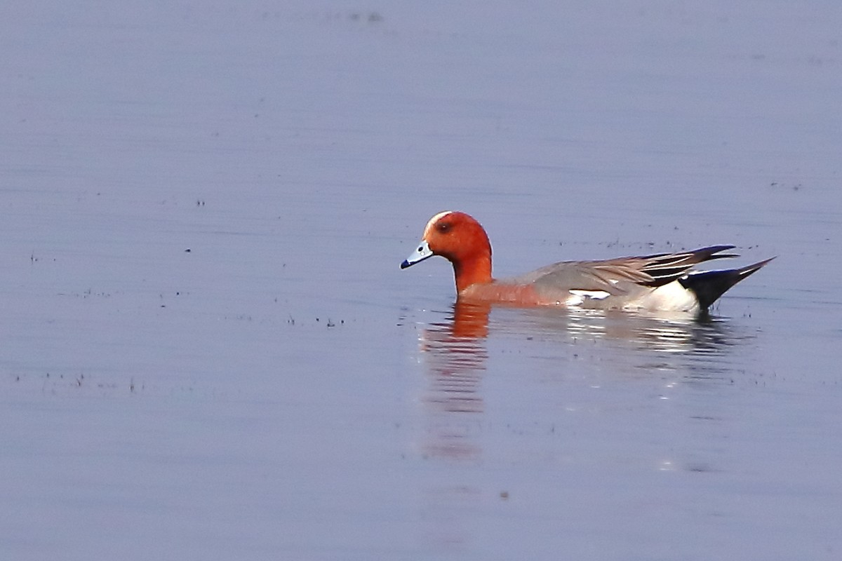 Eurasian Wigeon - ML614477156