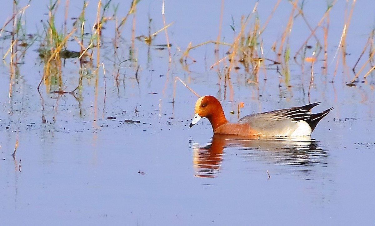 Eurasian Wigeon - ML614477161