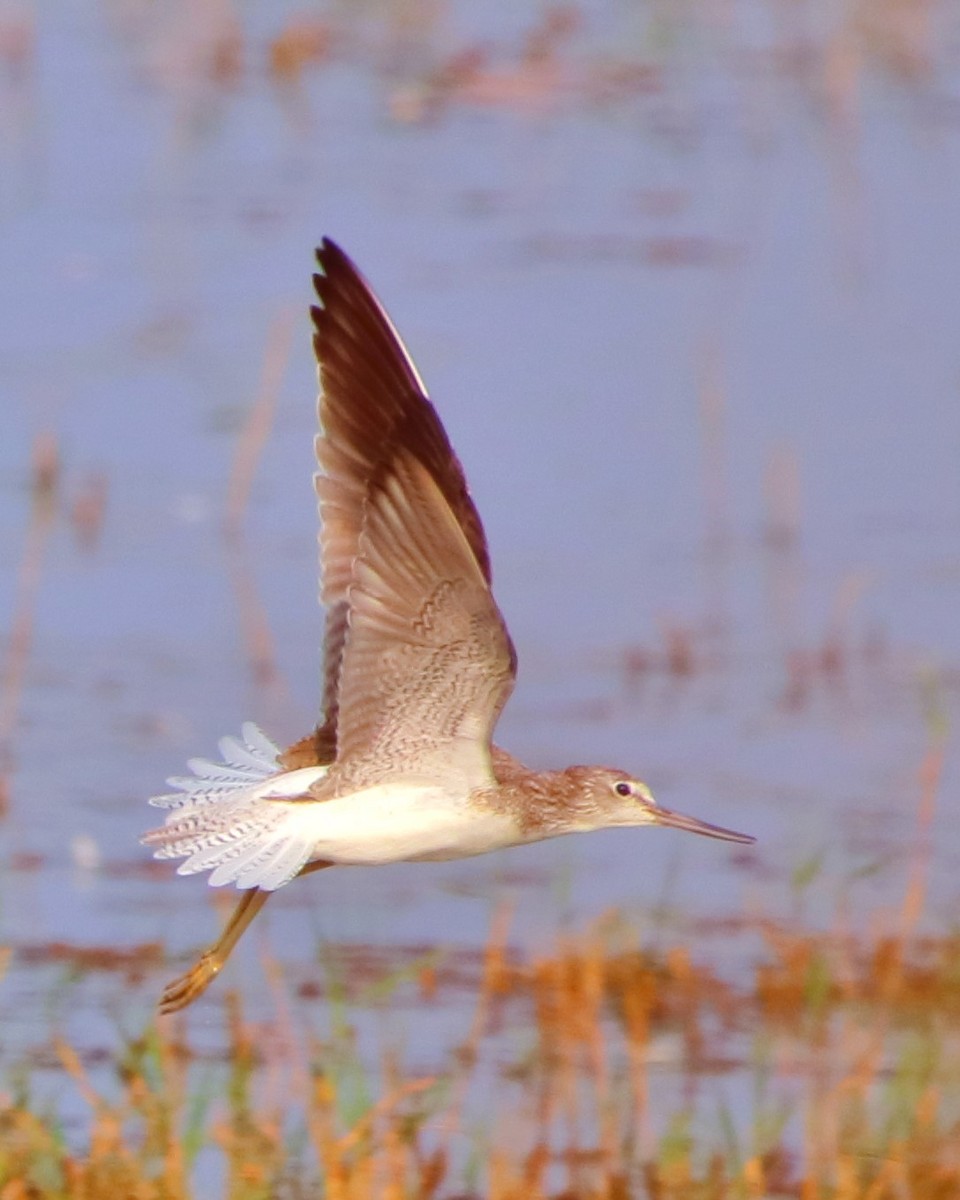 Common Greenshank - M B Das