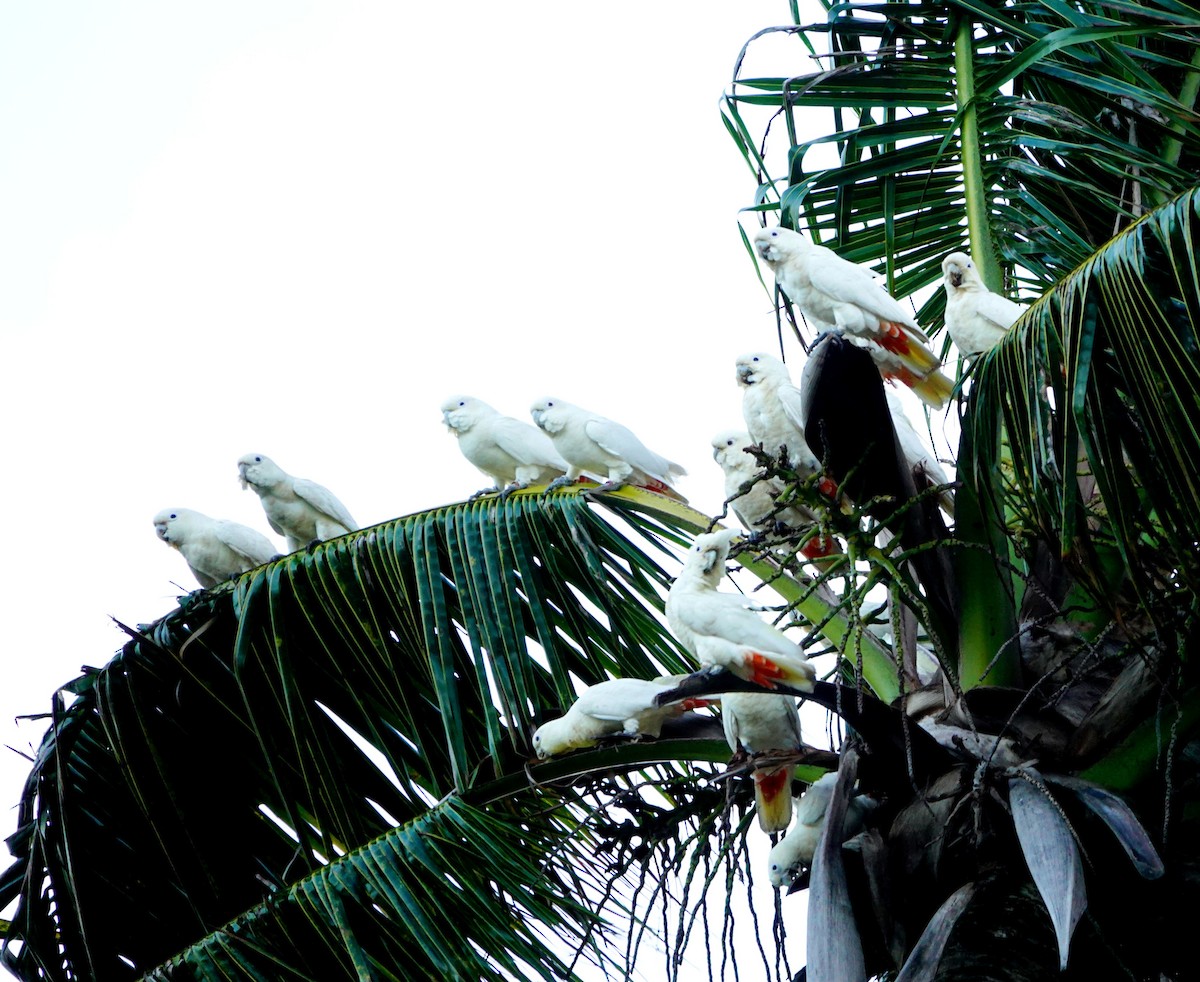 Philippine Cockatoo - ML614477221