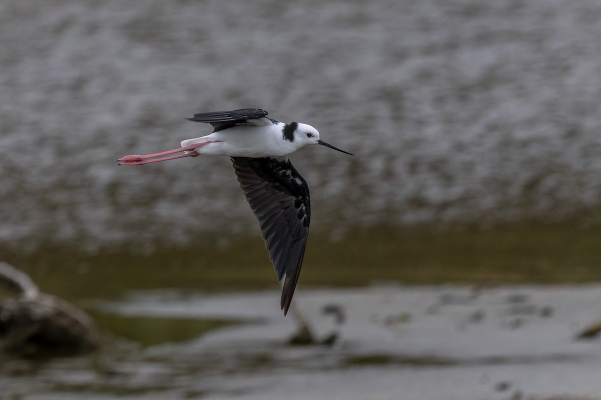 Pied Stilt - ML614477223