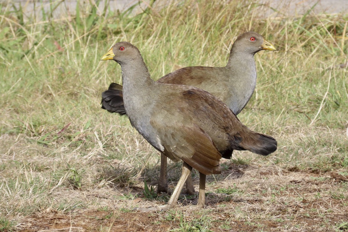 Tasmanian Nativehen - ML614477300