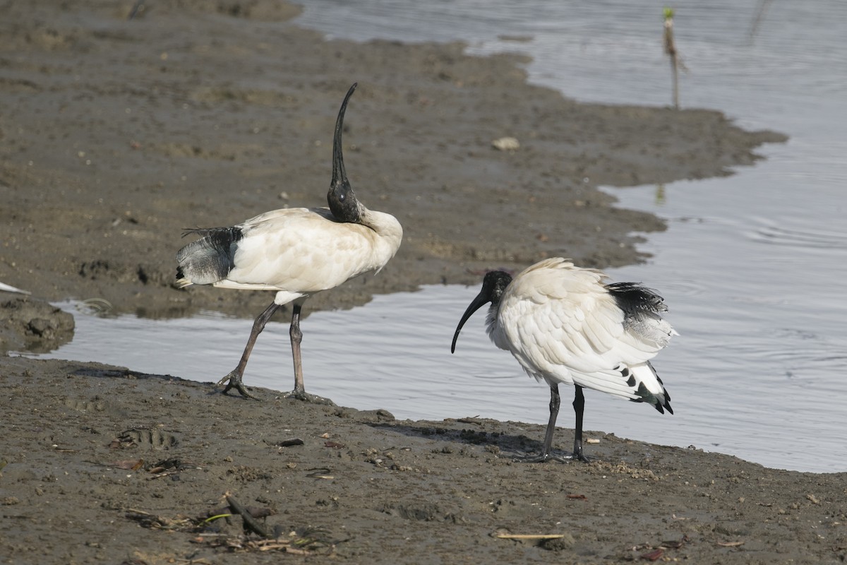 Ibis à cou noir - ML614477343