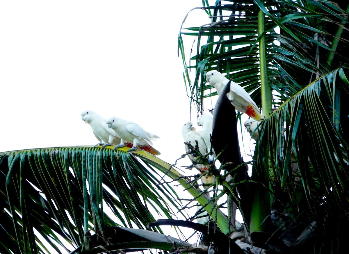 Philippine Cockatoo - ML614477345