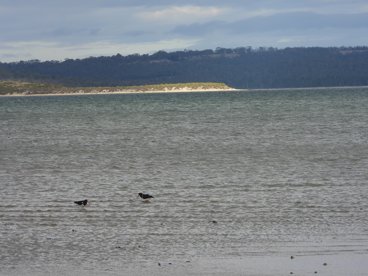 Pied Oystercatcher - ML614477368