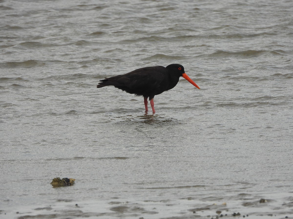 Sooty Oystercatcher - ML614477372