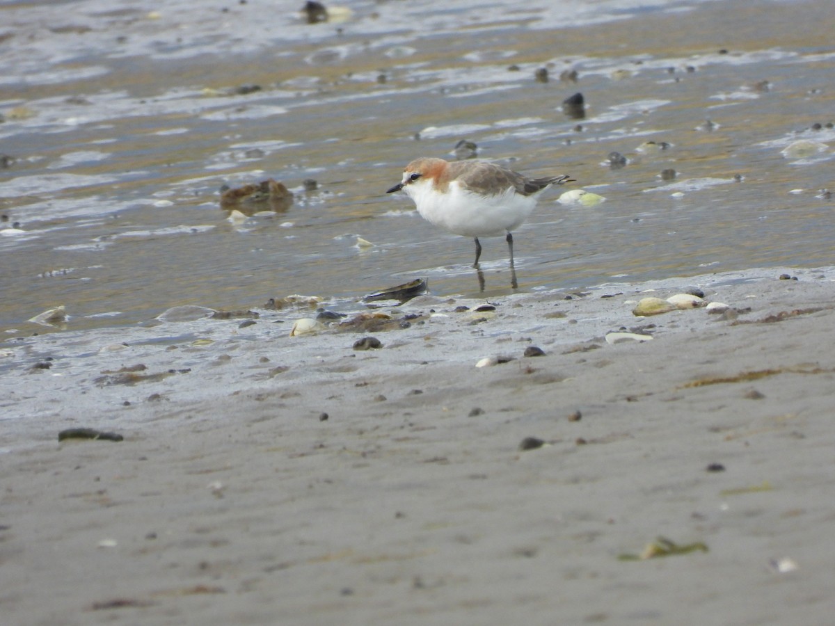 Red-capped Plover - ML614477374