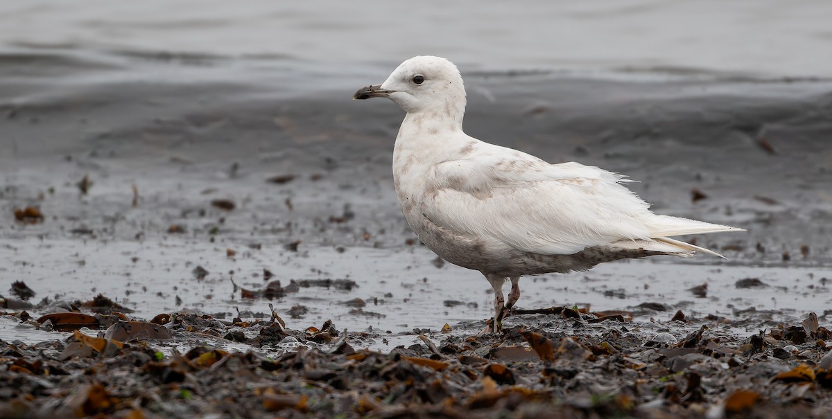 Gaviota Groenlandesa (glaucoides) - ML614477401