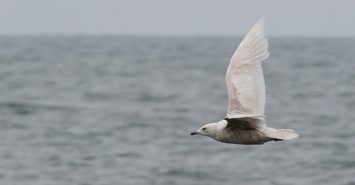 Gaviota Groenlandesa (glaucoides) - ML614477402