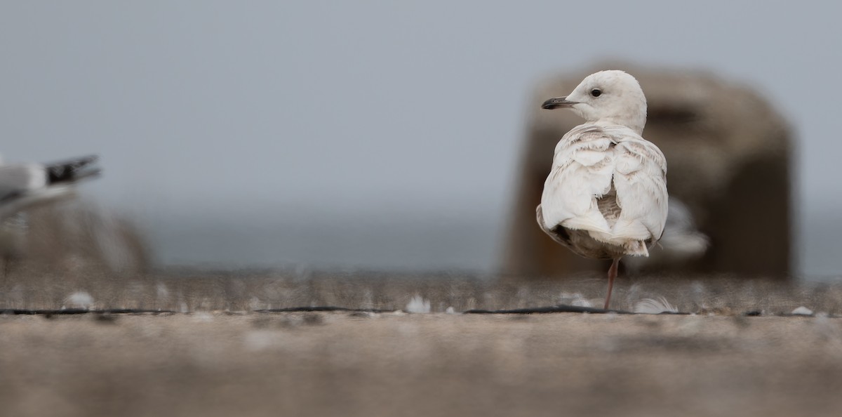 Gaviota Groenlandesa (glaucoides) - ML614477403