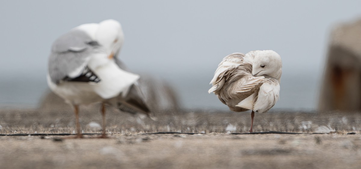 Gaviota Groenlandesa (glaucoides) - ML614477406