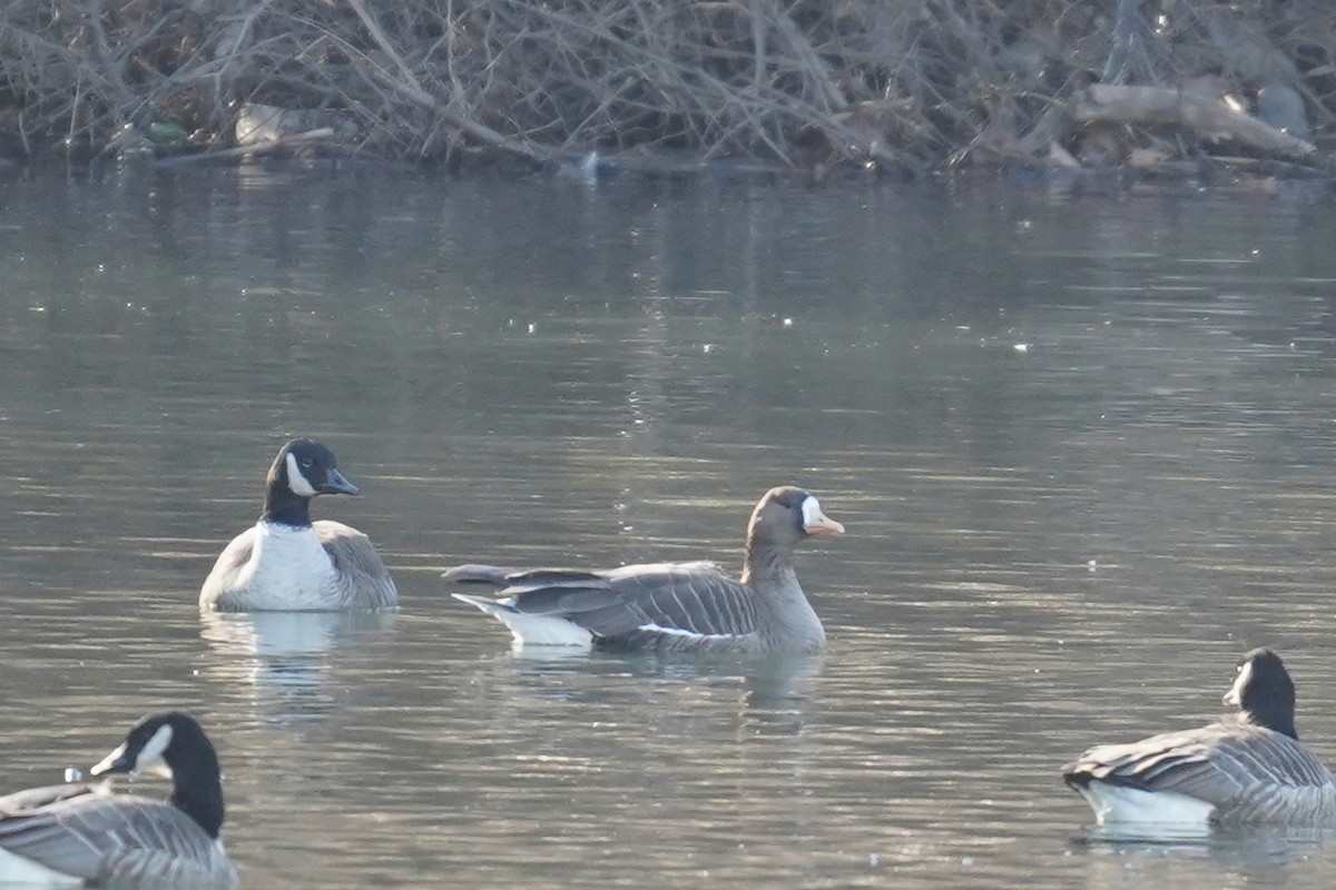 Greater White-fronted Goose - ML614477439