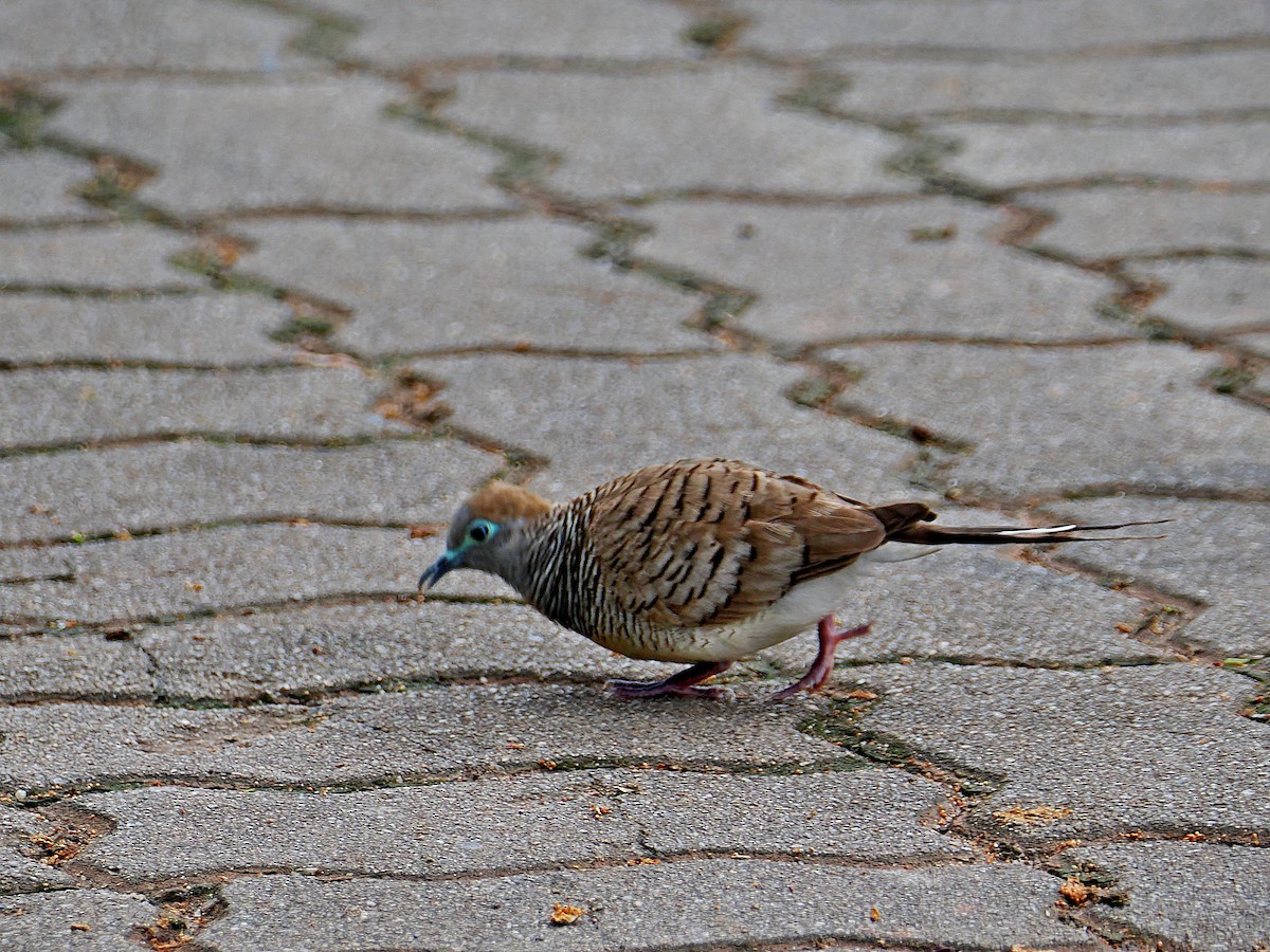 Zebra Dove - Sue Chew Yap