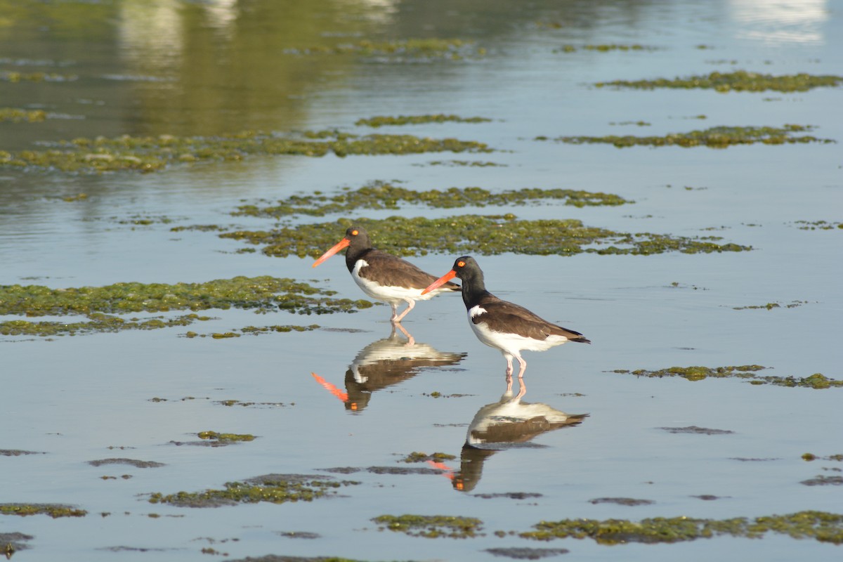 American Oystercatcher - Alex Bovo