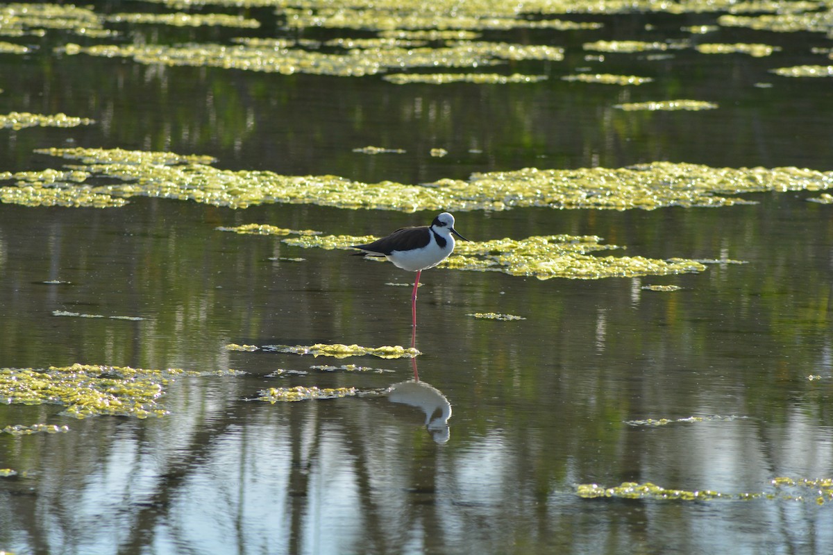 Black-necked Stilt (White-backed) - Alex Bovo