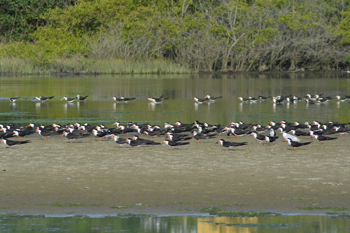 Black Skimmer - Alex Bovo