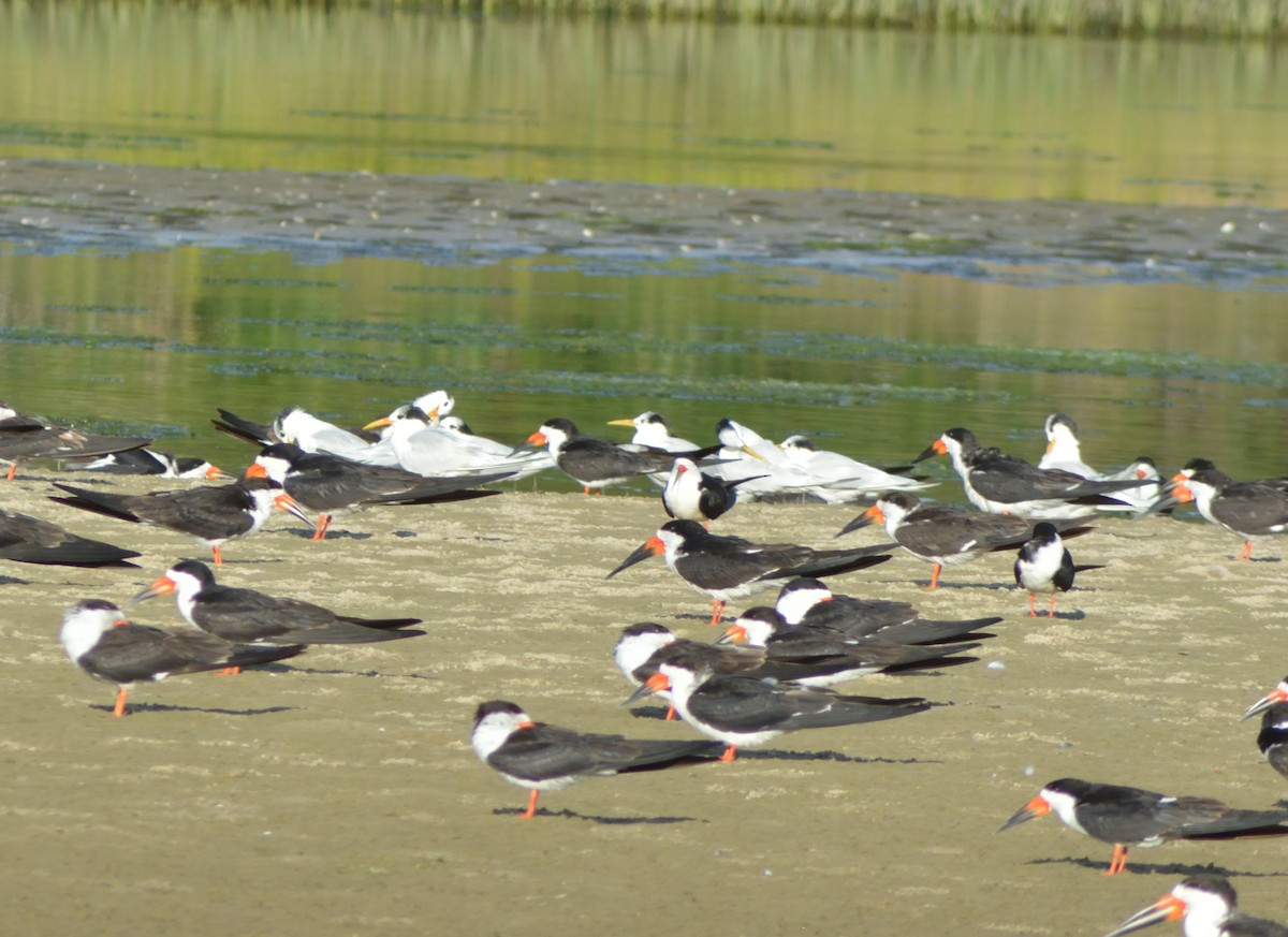 Charrán Patinegro (eurygnathus) - ML614477555