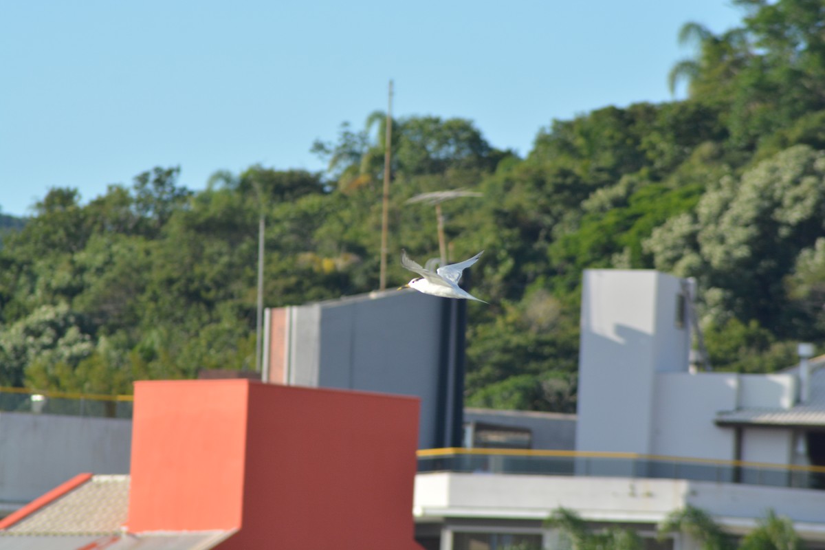 Sandwich Tern (Cayenne) - Alex Bovo