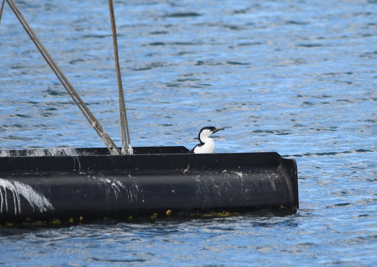 Black-faced Cormorant - Susan Kruss