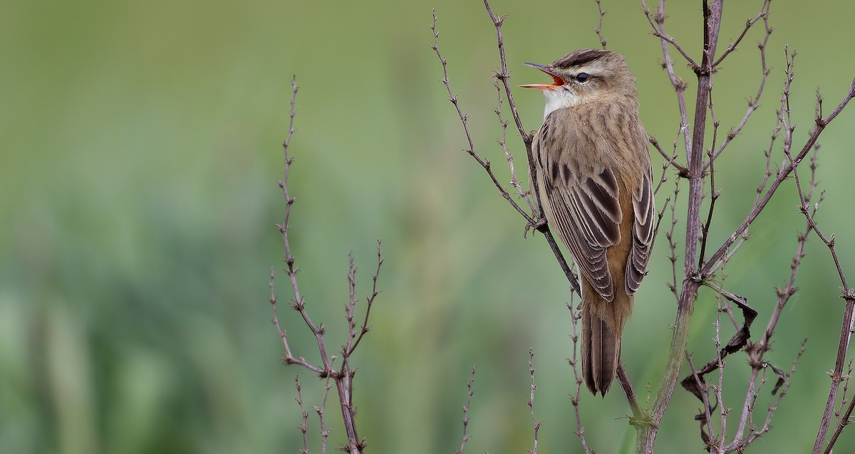 Sedge Warbler - ML614477597