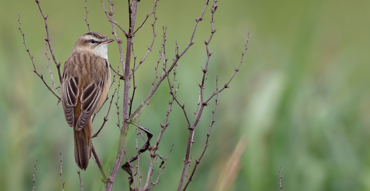 Sedge Warbler - ML614477598