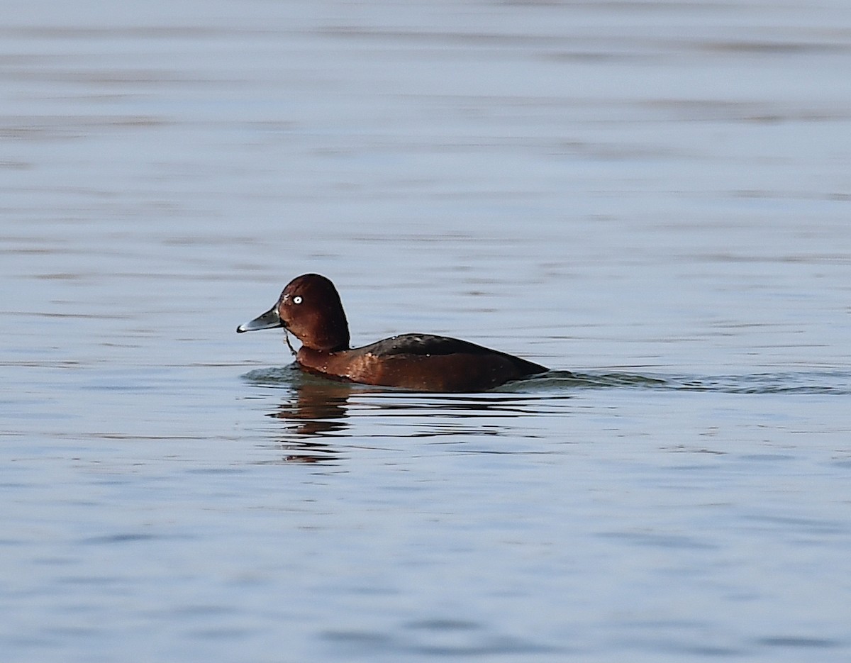 Ferruginous Duck - ML614477635