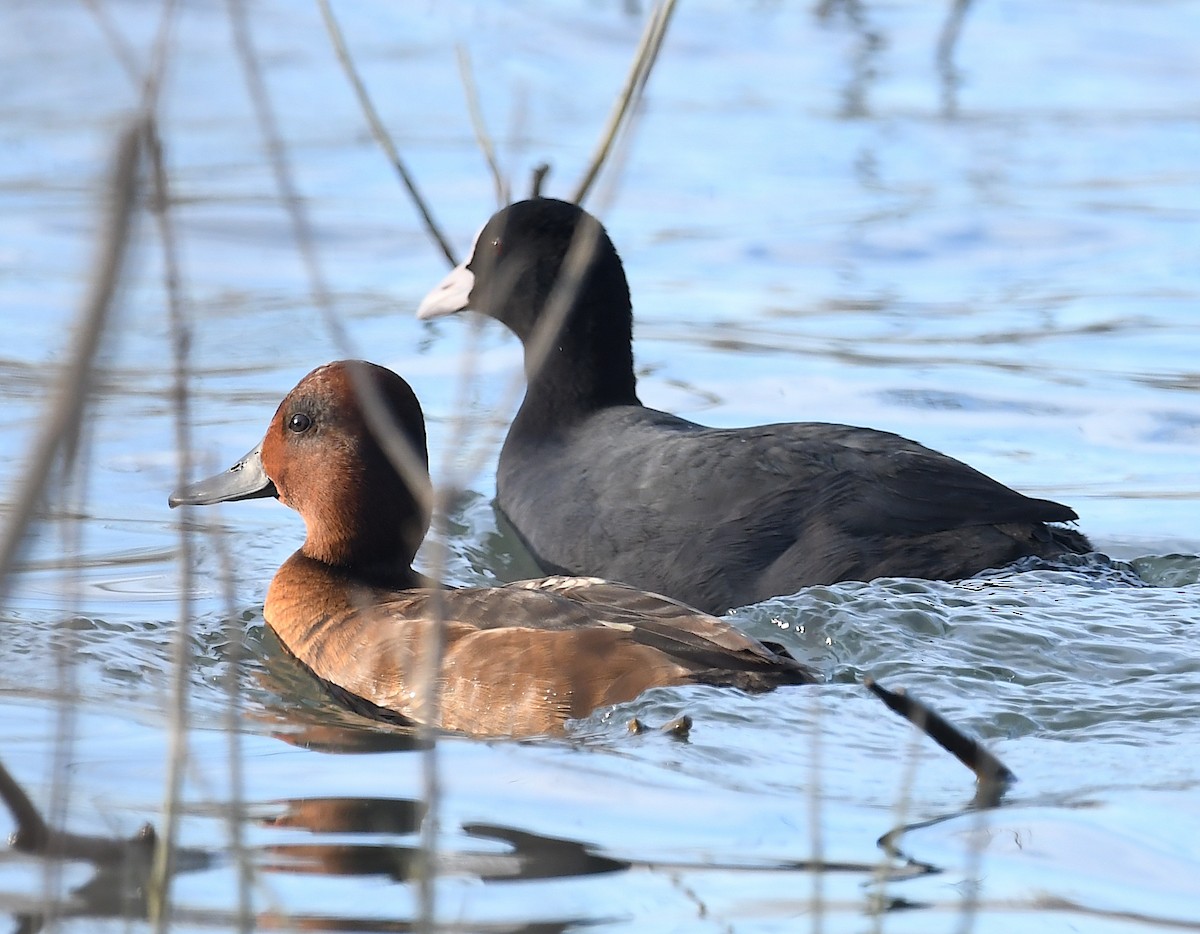 Ferruginous Duck - ML614477637