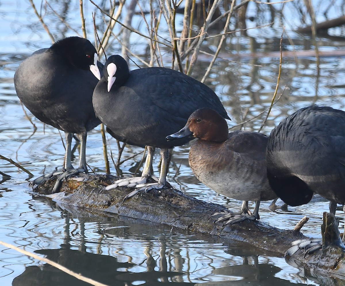 Ferruginous Duck - ML614477638