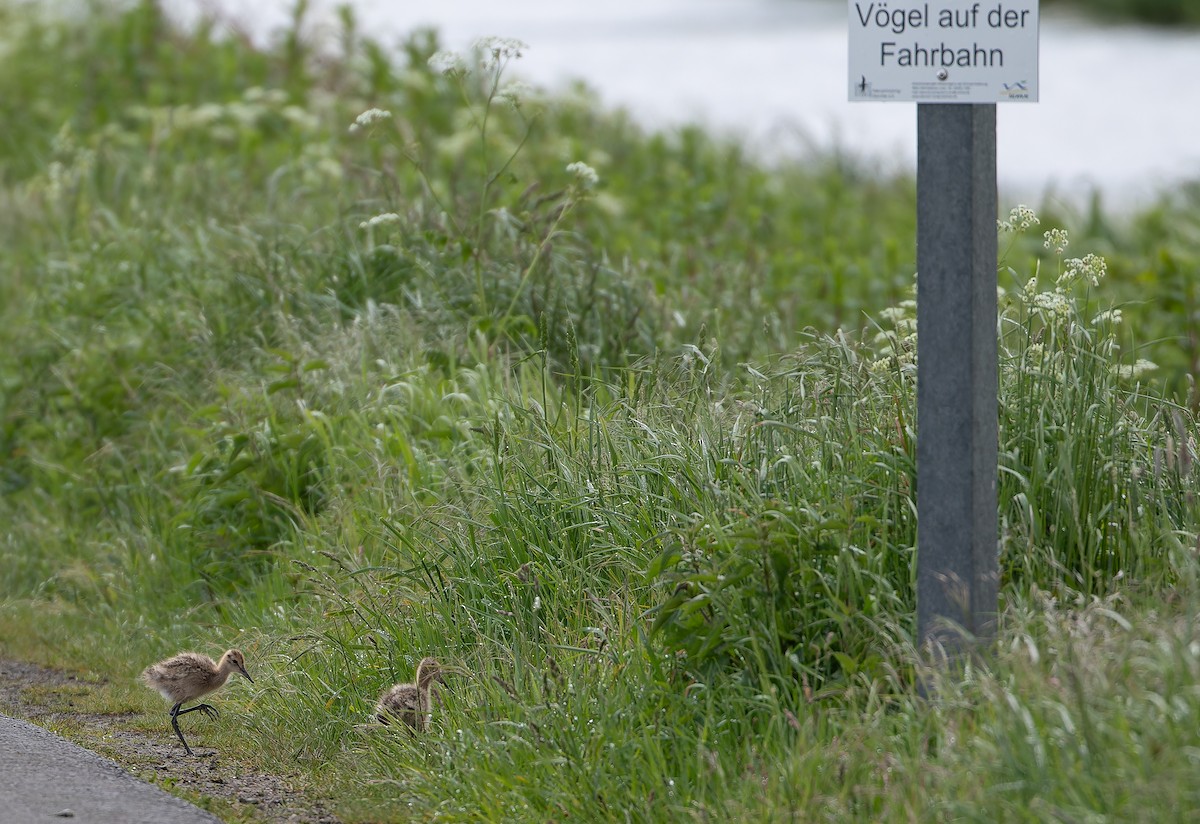 Black-tailed Godwit (limosa) - Friedemann Arndt