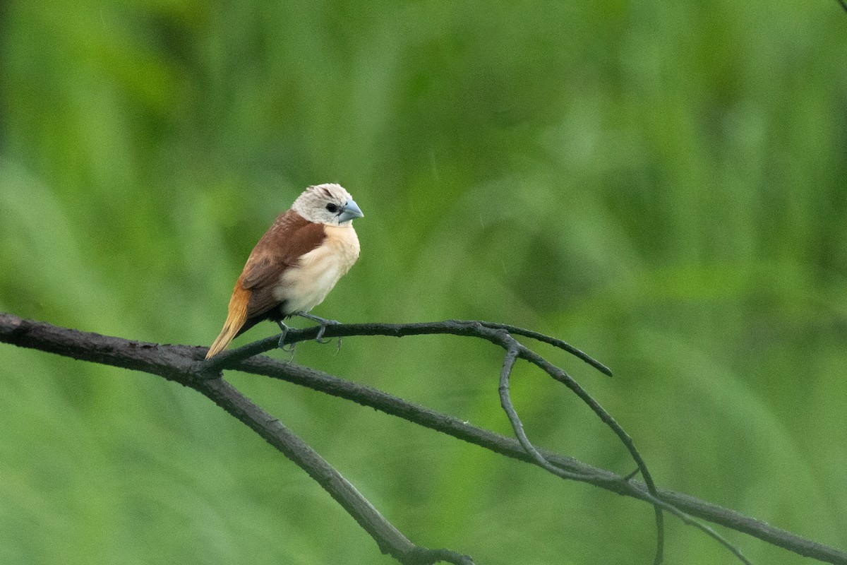 Yellow-rumped Munia - ML614477678