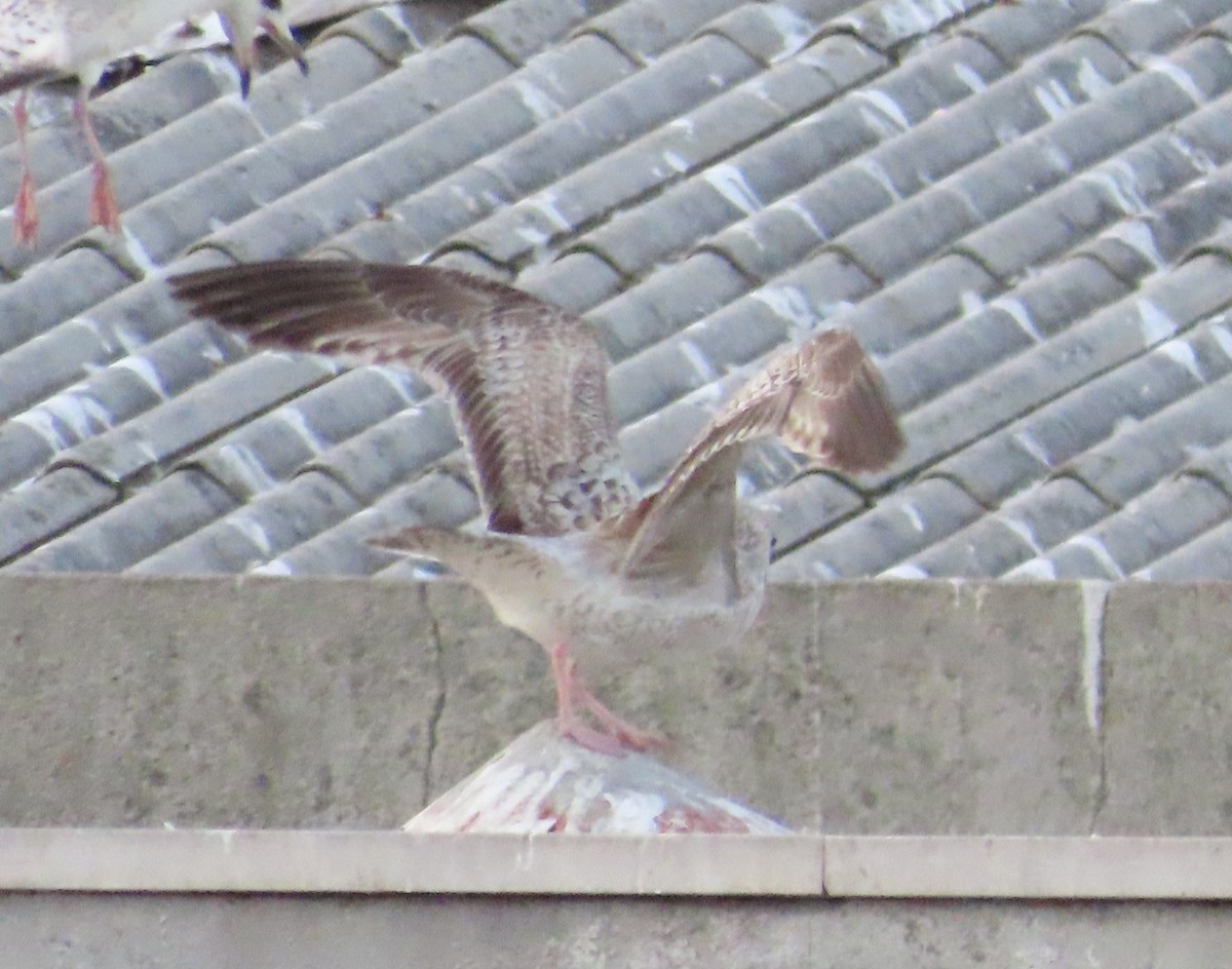 Herring Gull - Ana  Botelho