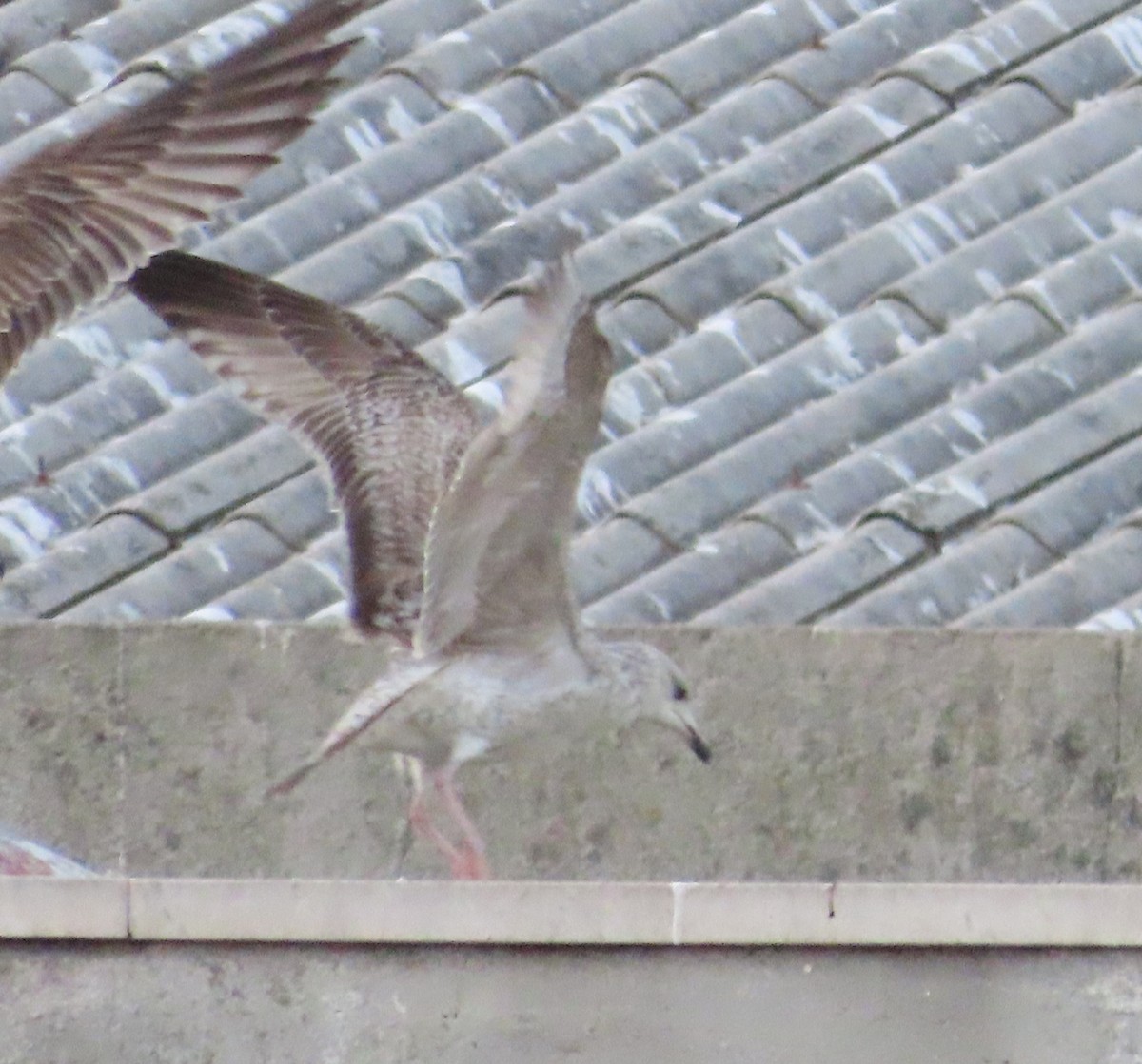 Herring Gull - Ana  Botelho