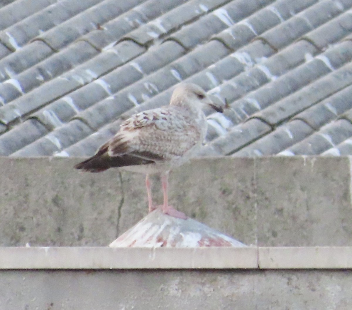 Herring Gull - Ana  Botelho