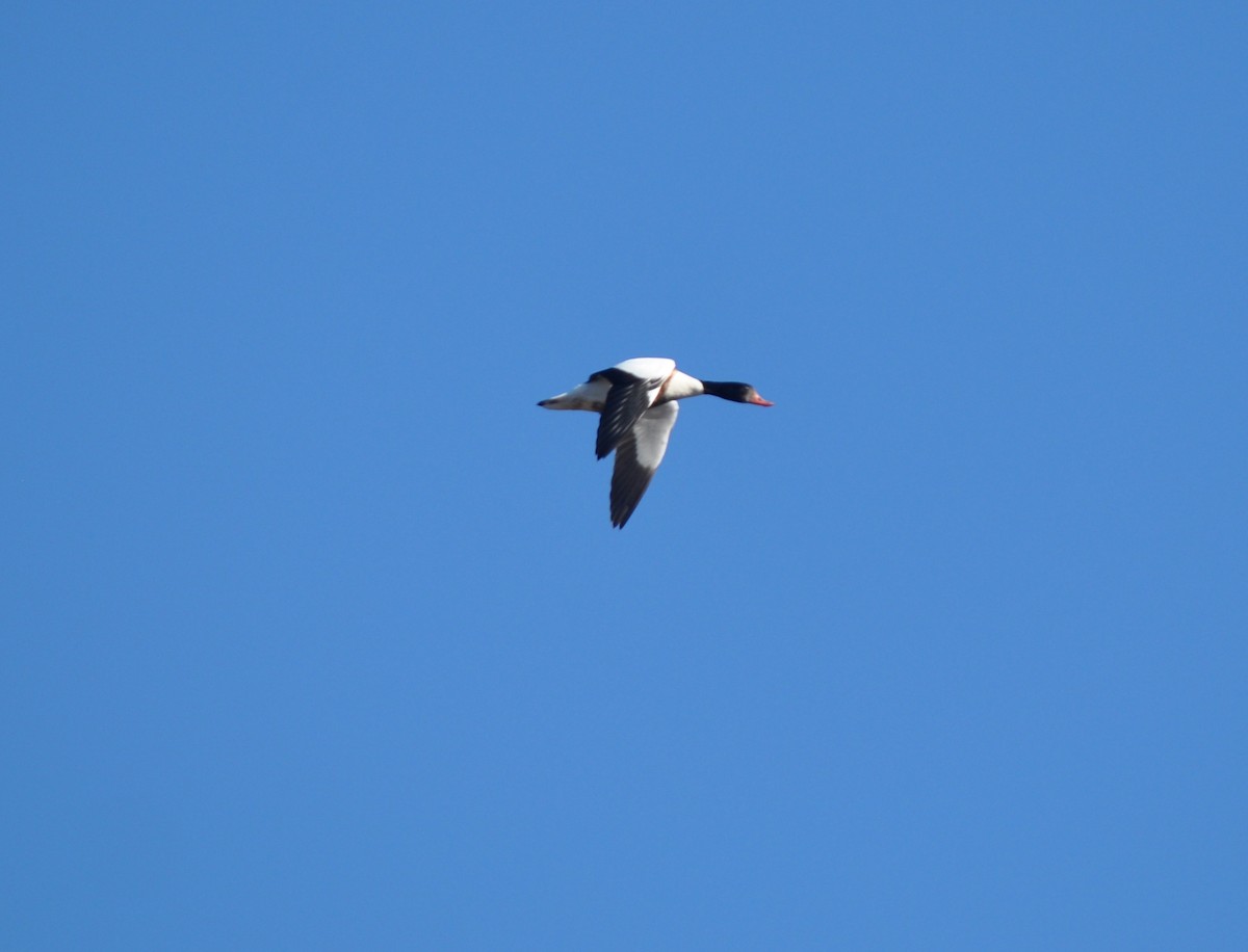 Common Shelduck - ML614477770