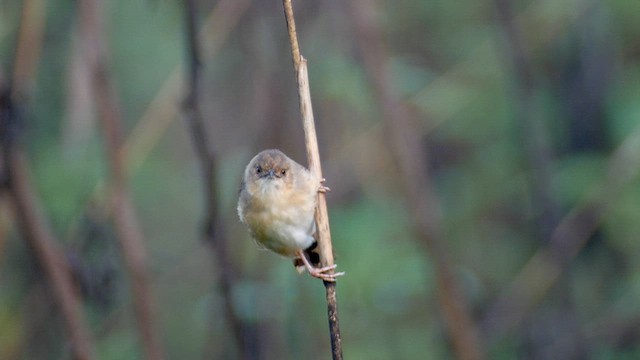 Red-faced Cisticola - ML614477775