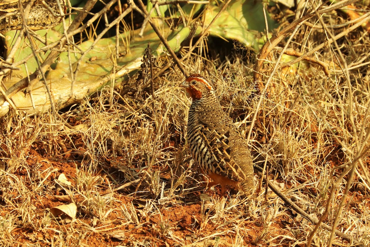 Jungle Bush-Quail - ML614477785