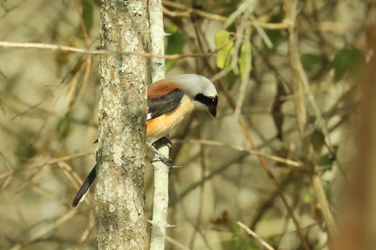 Bay-backed Shrike - ML614477793