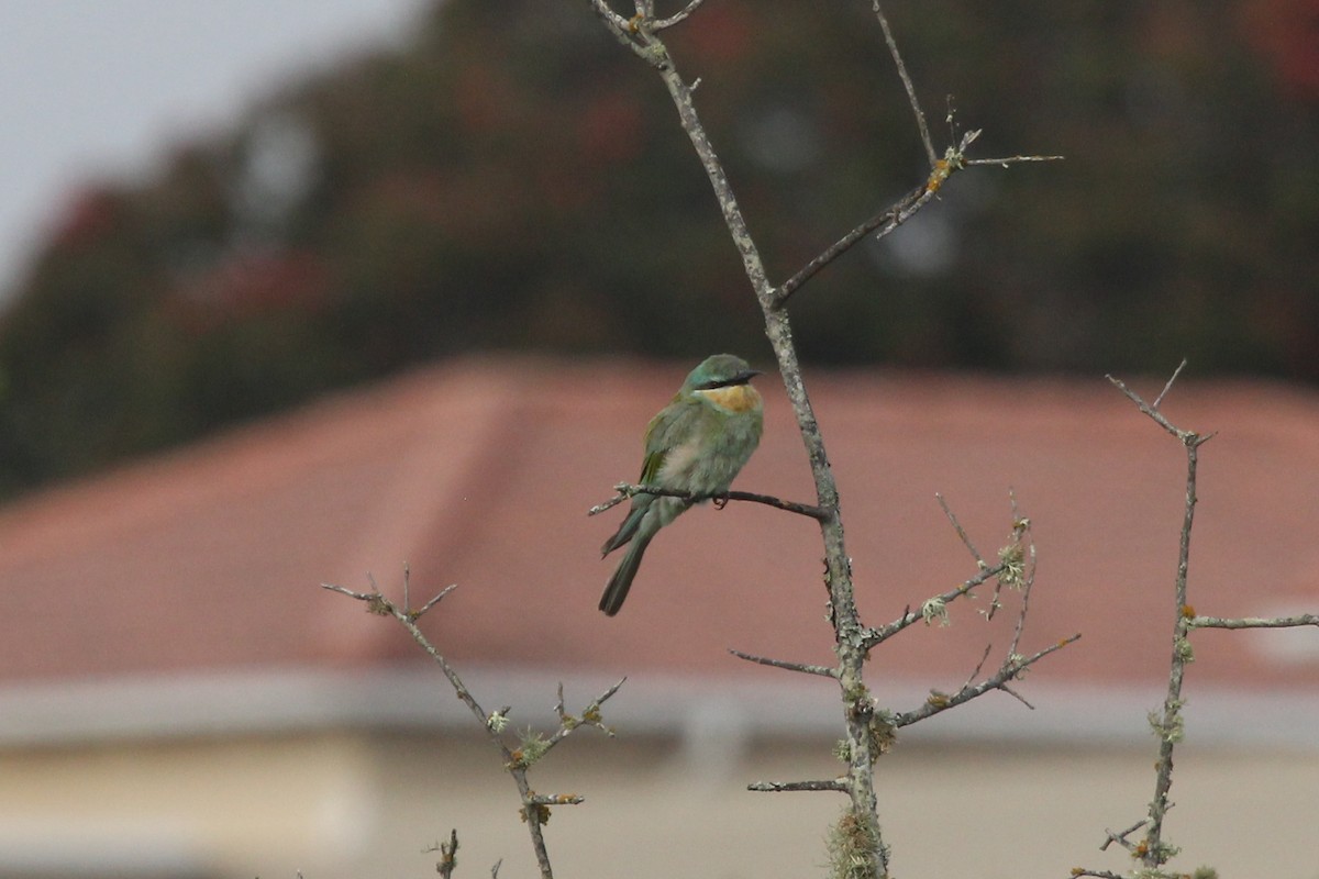 Blue-cheeked Bee-eater - ML614477838