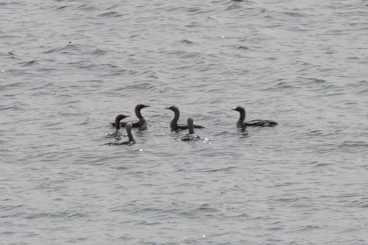 Arctic Loon - ML614477850