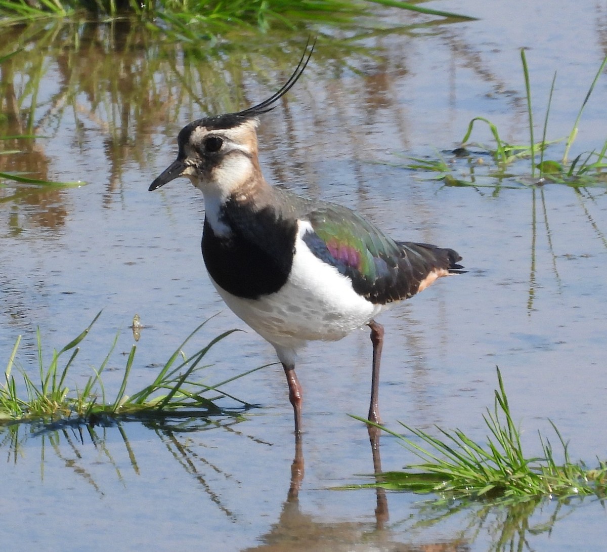 Northern Lapwing - ML614477863