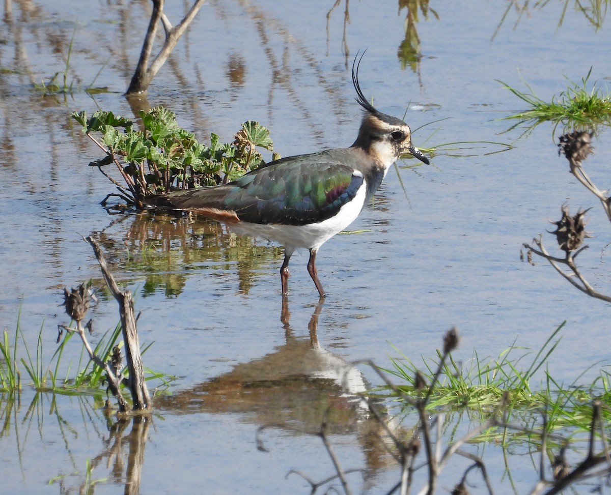 Northern Lapwing - ML614477864