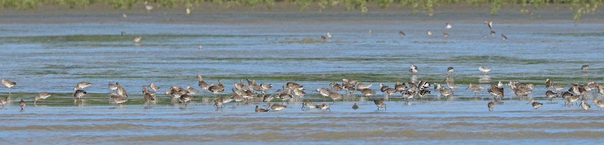 Asian Dowitcher - ML614477867
