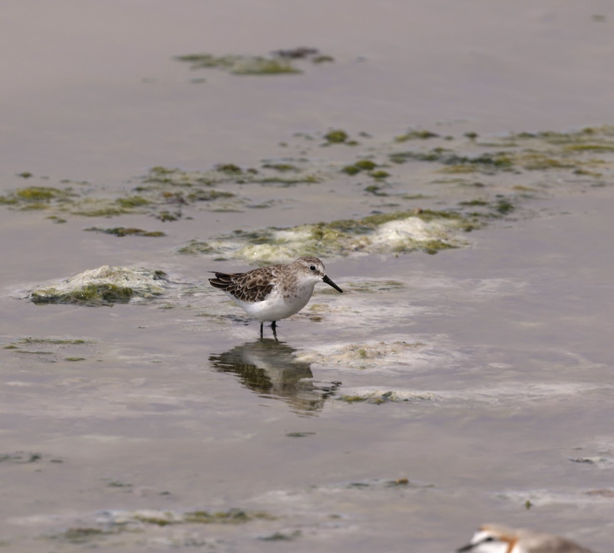 Little Stint - ML614477909