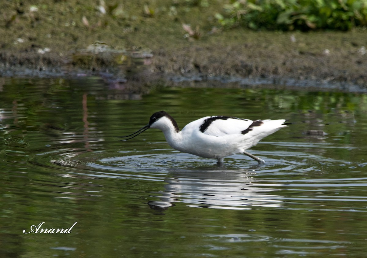 Avocette élégante - ML614477920