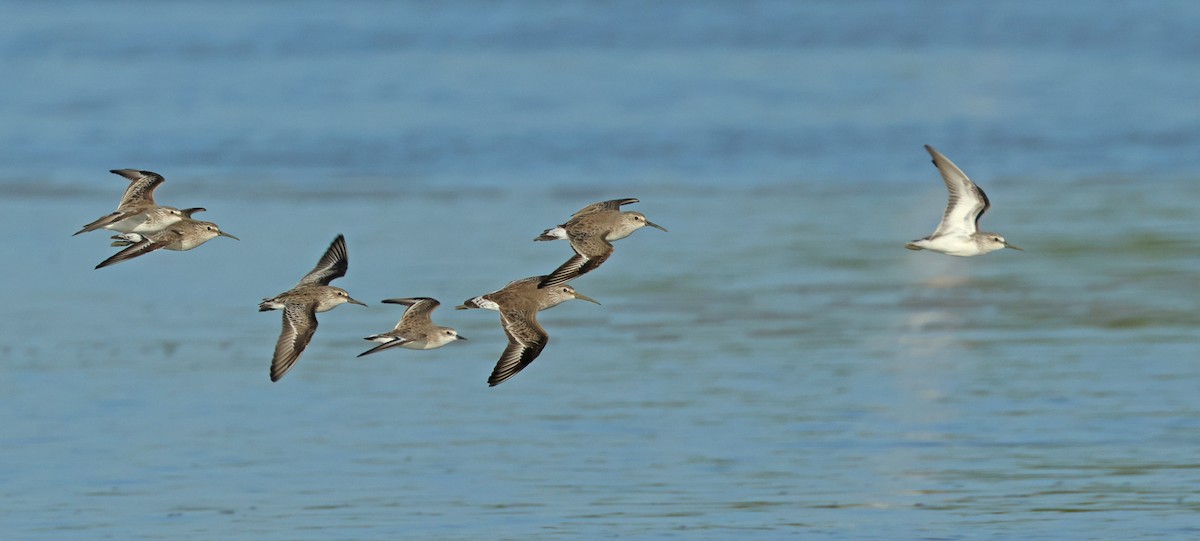 Broad-billed Sandpiper - ML614477961