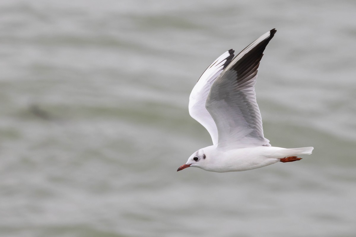 Black-headed Gull - Angel BAS-PEREZ