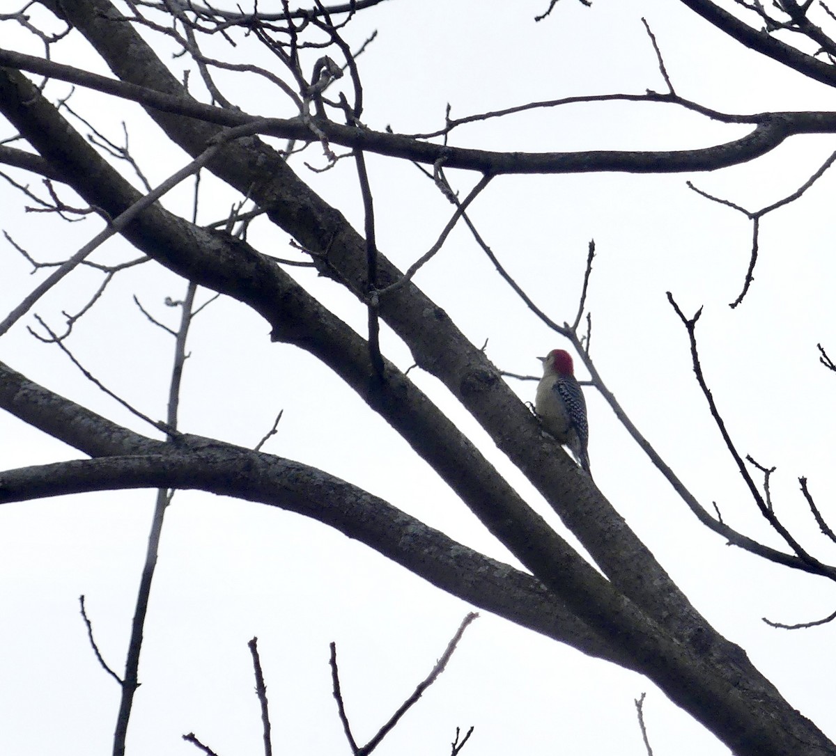 Red-bellied Woodpecker - ML614477982