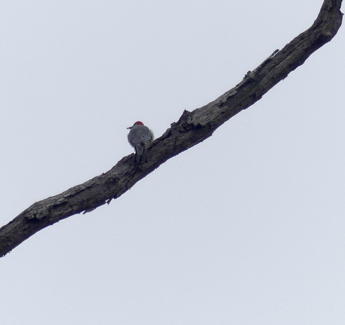 Red-bellied Woodpecker - ML614477983