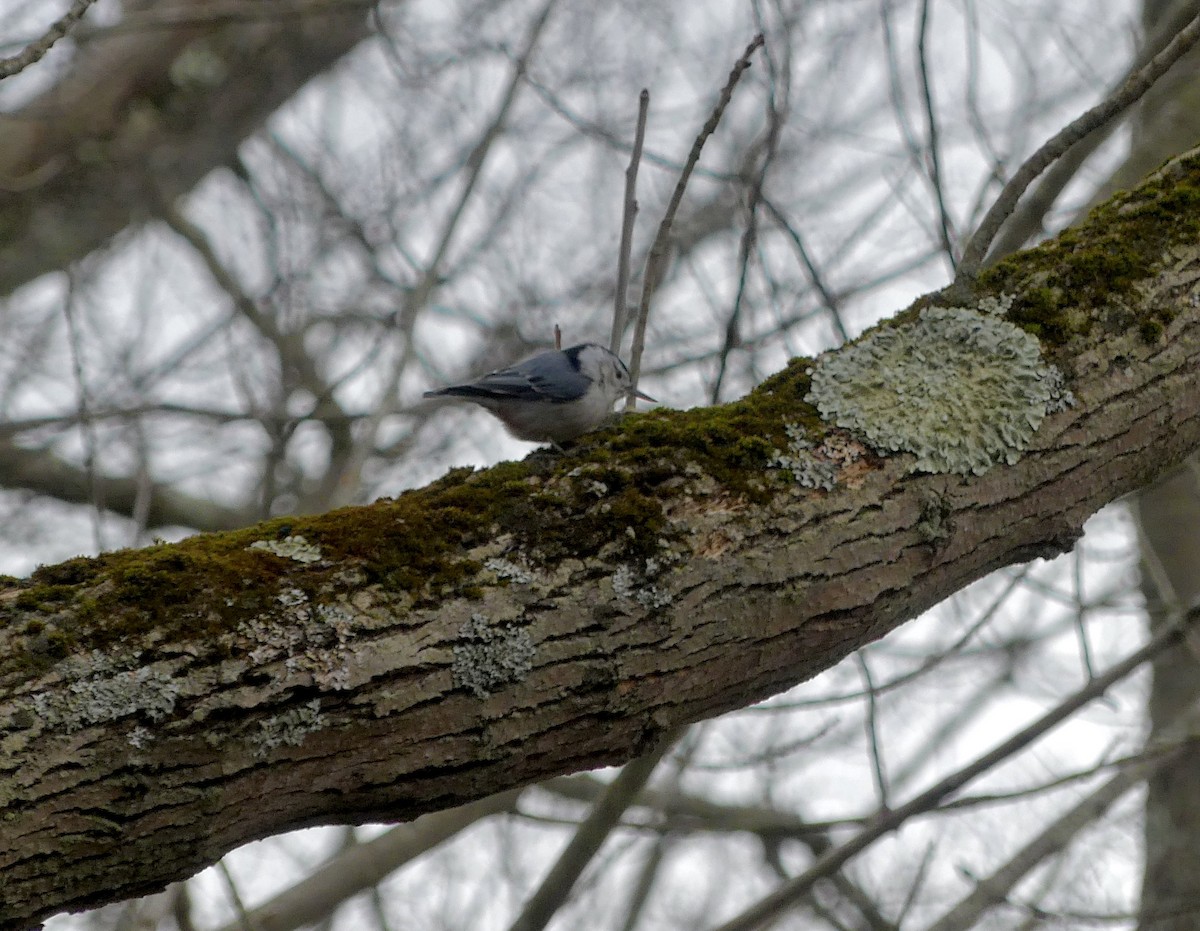White-breasted Nuthatch - ML614478018