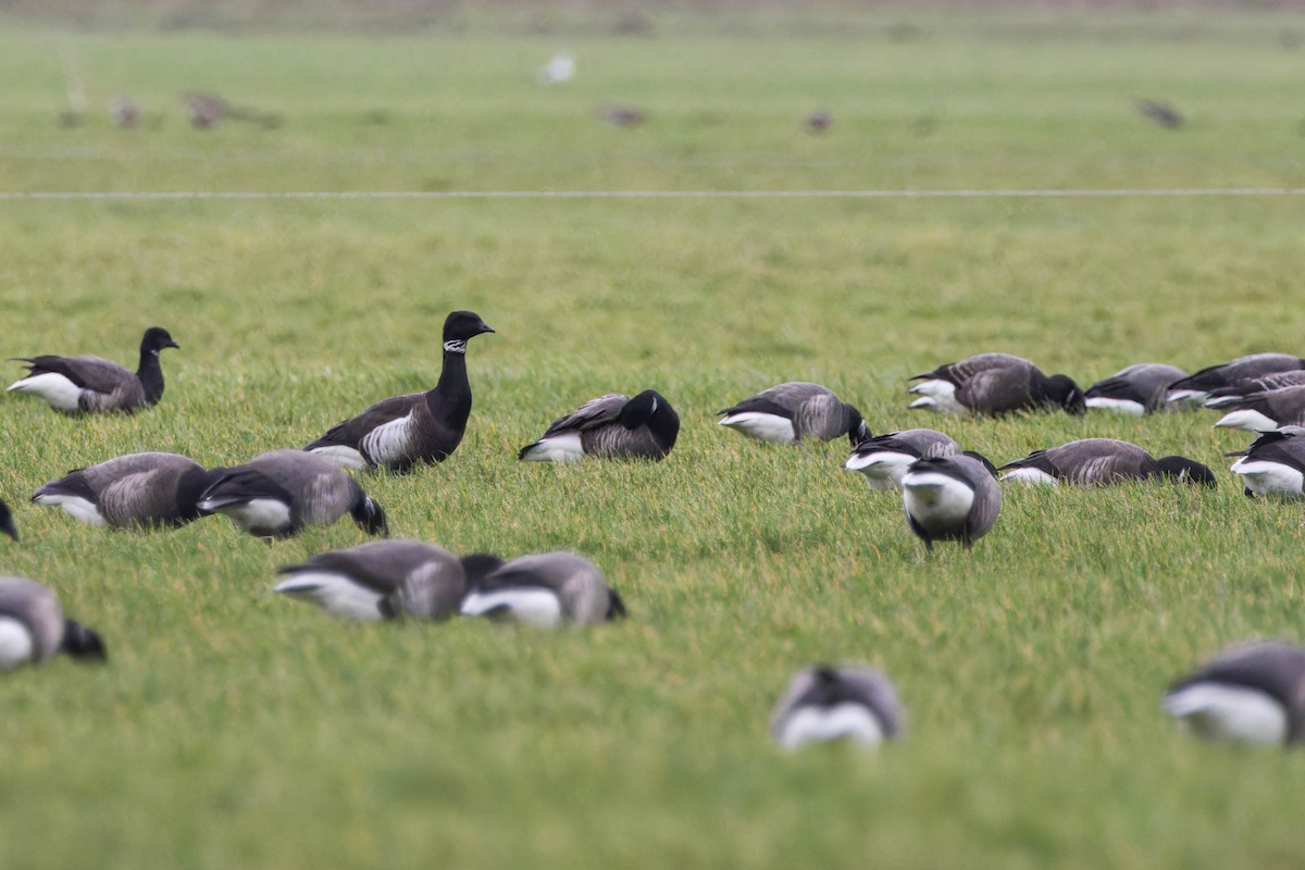 Brant (Black) - ML614478022